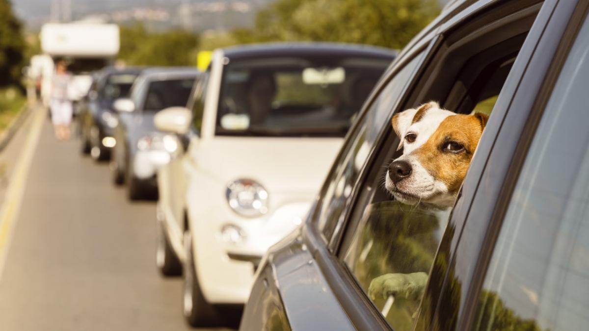 Consejos para quienes compran un seguro de automóvil por primera vez - Seguro de carro