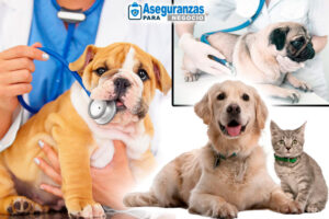 aseguranza para perros
